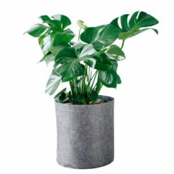 My City Plants Monstera Deliciosa Trendcover 32 - Dark Gray
