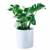 My City Plants Monstera Deliciosa Trendcover 32 - Light Gray