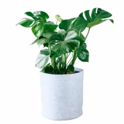 My City Plants Monstera Deliciosa Trendcover 32 - Light Gray
