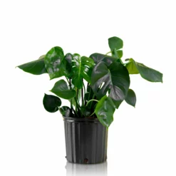 My City Plants Large Plants 3' - 5' Monstera Deliciosa In 10" Nursery Pot