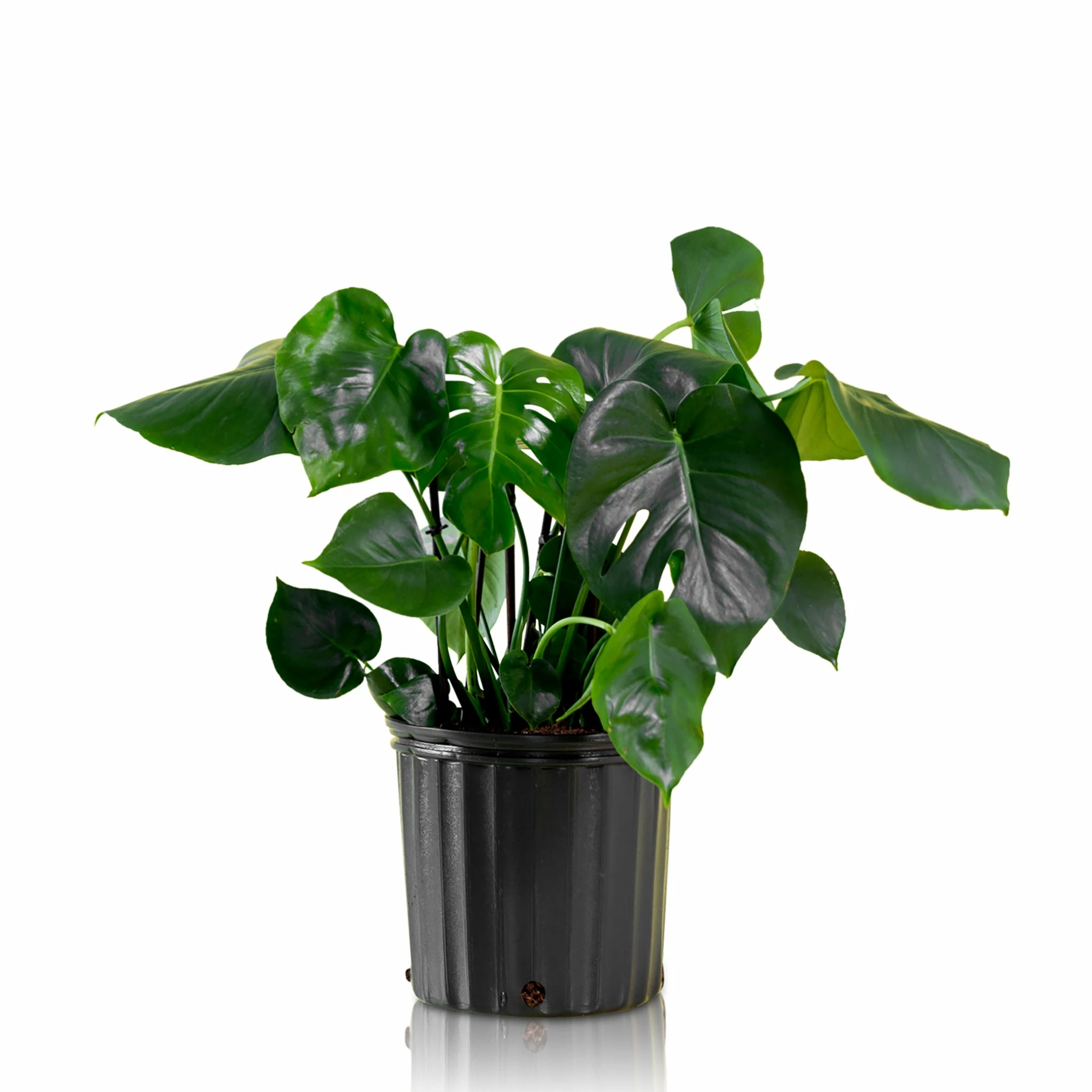My City Plants Large Plants 3' - 5' Monstera Deliciosa In 10" Nursery Pot 3 My City Plants Large Plants 3' - 5' Monstera Deliciosa In 10" Nursery Pot