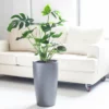 My City Plants Monstera Deliciosa Rondo Charcoal Metallic Large Plants 3' - 5' 2 My City Plants Monstera Deliciosa Rondo Charcoal Metallic Large Plants 3' - 5'