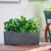 My City Plants Pothos Balconera Cottage - Granite