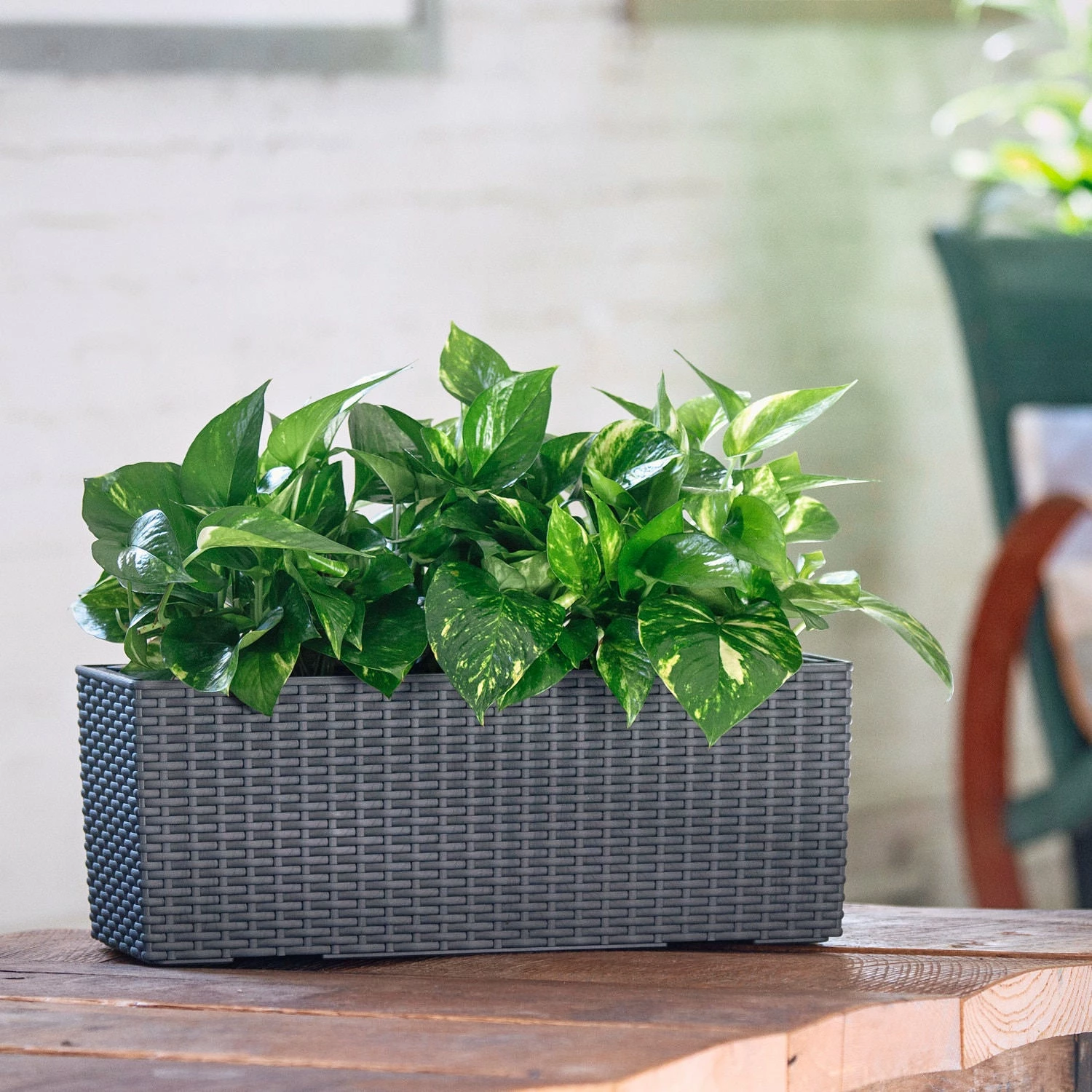 My City Plants Pothos Balconera Cottage - Granite 3 My City Plants Pothos Balconera Cottage - Granite