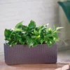 My City Plants Medium/Small Plants 1' - 2' Pothos Balconera Cottage - Mocha 1 My City Plants Medium/Small Plants 1' - 2' Pothos Balconera Cottage - Mocha