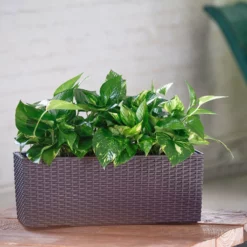 My City Plants Medium/Small Plants 1' - 2' Pothos Balconera Cottage - Mocha