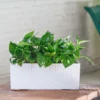 My City Plants Pothos Balconera Cottage - White Medium/Small Plants 1' - 2'