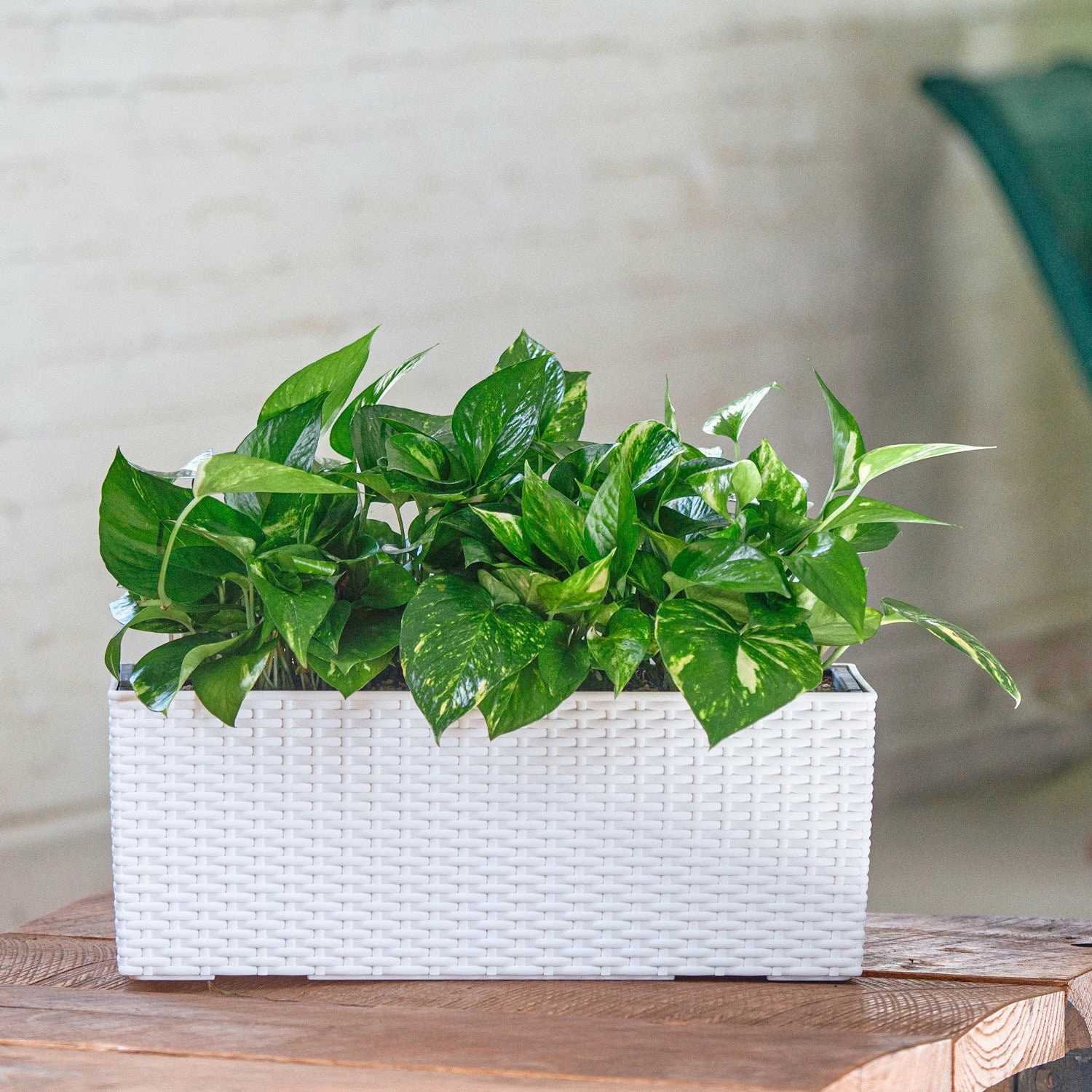 My City Plants Pothos Balconera Cottage - White Medium/Small Plants 1' - 2' 3 My City Plants Pothos Balconera Cottage - White Medium/Small Plants 1' - 2'