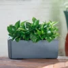 My City Plants Pothos Balconera - Slate Medium/Small Plants 1' - 2' 2 My City Plants Pothos Balconera - Slate Medium/Small Plants 1' - 2'