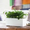 My City Plants Pothos Balconera - White 2 My City Plants Pothos Balconera - White