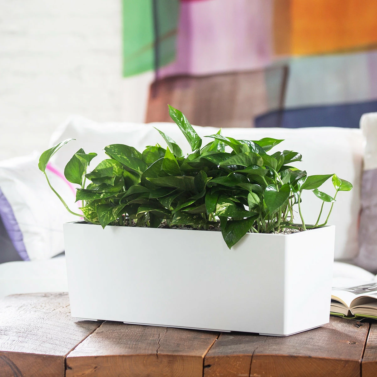 My City Plants Pothos Balconera - White 3 My City Plants Pothos Balconera - White