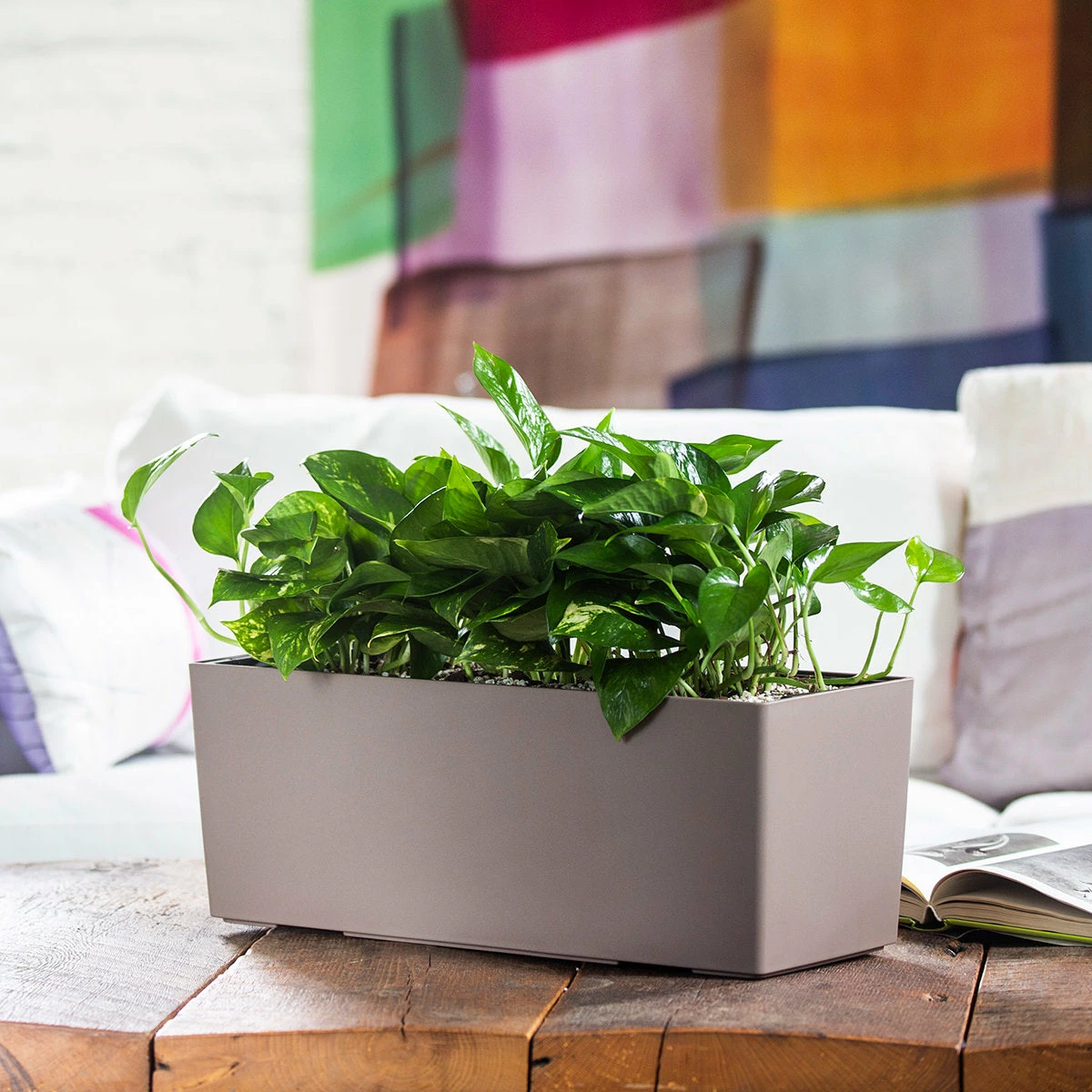 My City Plants Pothos Balconera - Nutmeg 3 My City Plants Pothos Balconera - Nutmeg