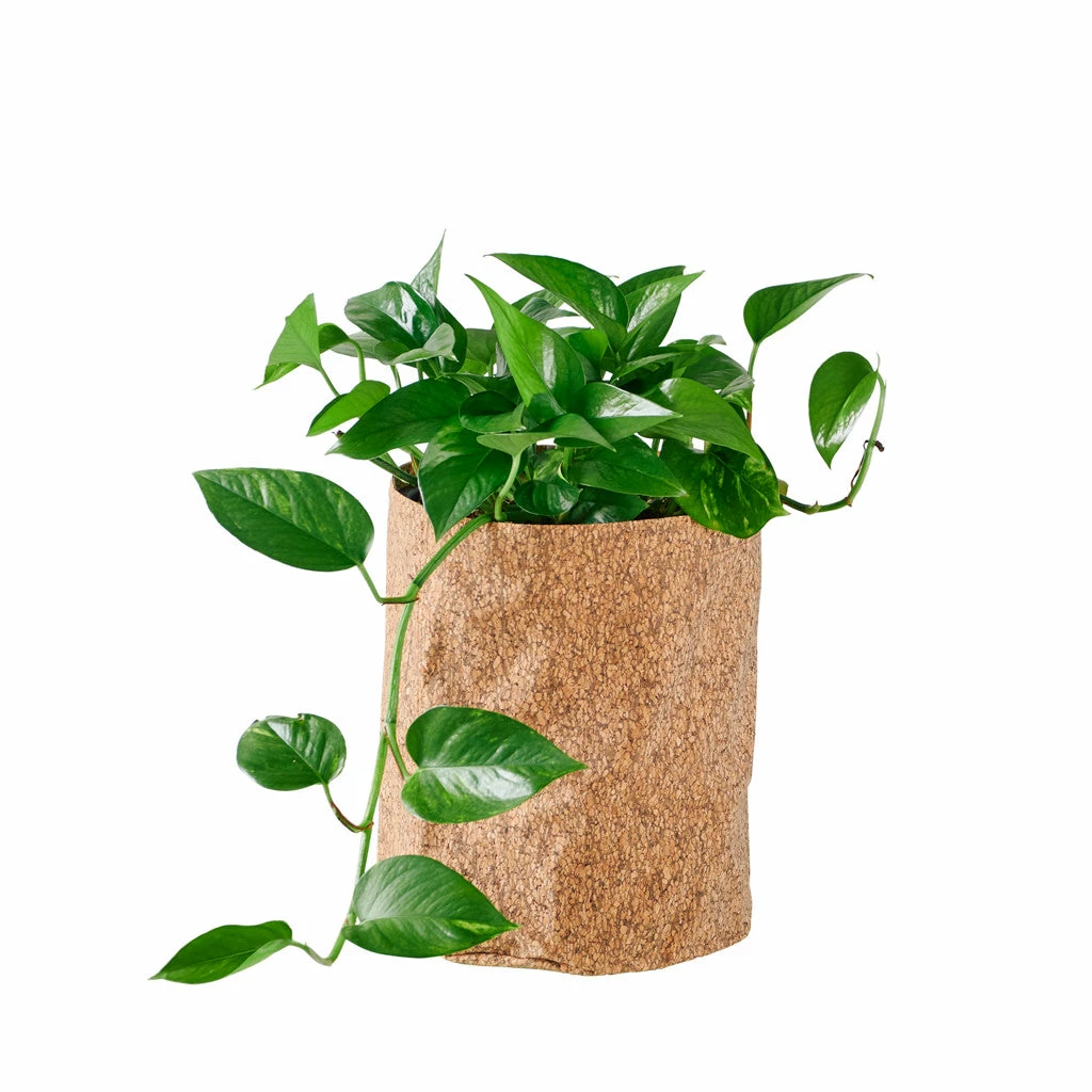 My City Plants Pothos Trendcover 23 - Dark Cork Medium/Small Plants 1' - 2' 3 My City Plants Pothos Trendcover 23 - Dark Cork Medium/Small Plants 1' - 2'