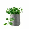 My City Plants Pothos Trendcover 23 - Dark Gray