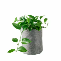 My City Plants Pothos Trendcover 23 - Dark Gray