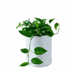 My City Plants Pothos Trendcover 23 - Light Gray Medium/Small Plants 1' - 2'