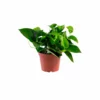 My City Plants Pothos In 6" Nursery Pot Medium/Small Plants 1' - 2'