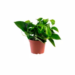 My City Plants Pothos In 6" Nursery Pot Medium/Small Plants 1' - 2'