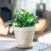 My City Plants Medium/Small Plants 1' - 2' Pothos In 8" Clay Pot