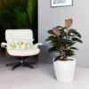 My City Plants Rubber Plant Bush Classico - White Large Plants 3' - 5'