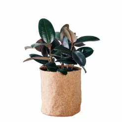 My City Plants Rubber Plant Bush Trendcover 32 - Dark Cork Medium Light Plants