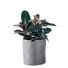 My City Plants Rubber Plant Bush Trendcover 32 - Dark Gray Medium Light Plants