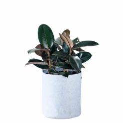 My City Plants Medium Light Plants Rubber Plant Bush Trendcover 32 - Light Gray
