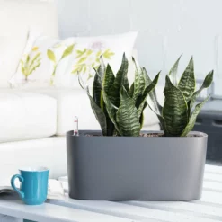 My City Plants Sansevieria Windowsill Charcoal Metallic