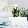 My City Plants Sansevieria Windowsill White Medium/Small Plants 1' - 2'