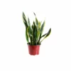 My City Plants Sansevieria In 6" Nursery Pot Medium/Small Plants 1' - 2' 2 My City Plants Sansevieria In 6" Nursery Pot Medium/Small Plants 1' - 2'