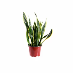 My City Plants Sansevieria In 6" Nursery Pot Medium/Small Plants 1' - 2'