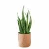 My City Plants Sansevieria Trendcover 32 - Dark Cork