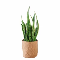 My City Plants Sansevieria Trendcover 32 - Dark Cork