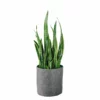 My City Plants Sansevieria Trendcover 32 - Dark Gray Low Light Plants