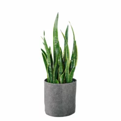 My City Plants Sansevieria Trendcover 32 - Dark Gray Low Light Plants