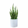 My City Plants Low Light Plants Sansevieria Trendcover 32 - Light Gray