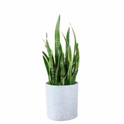 My City Plants Low Light Plants Sansevieria Trendcover 32 - Light Gray