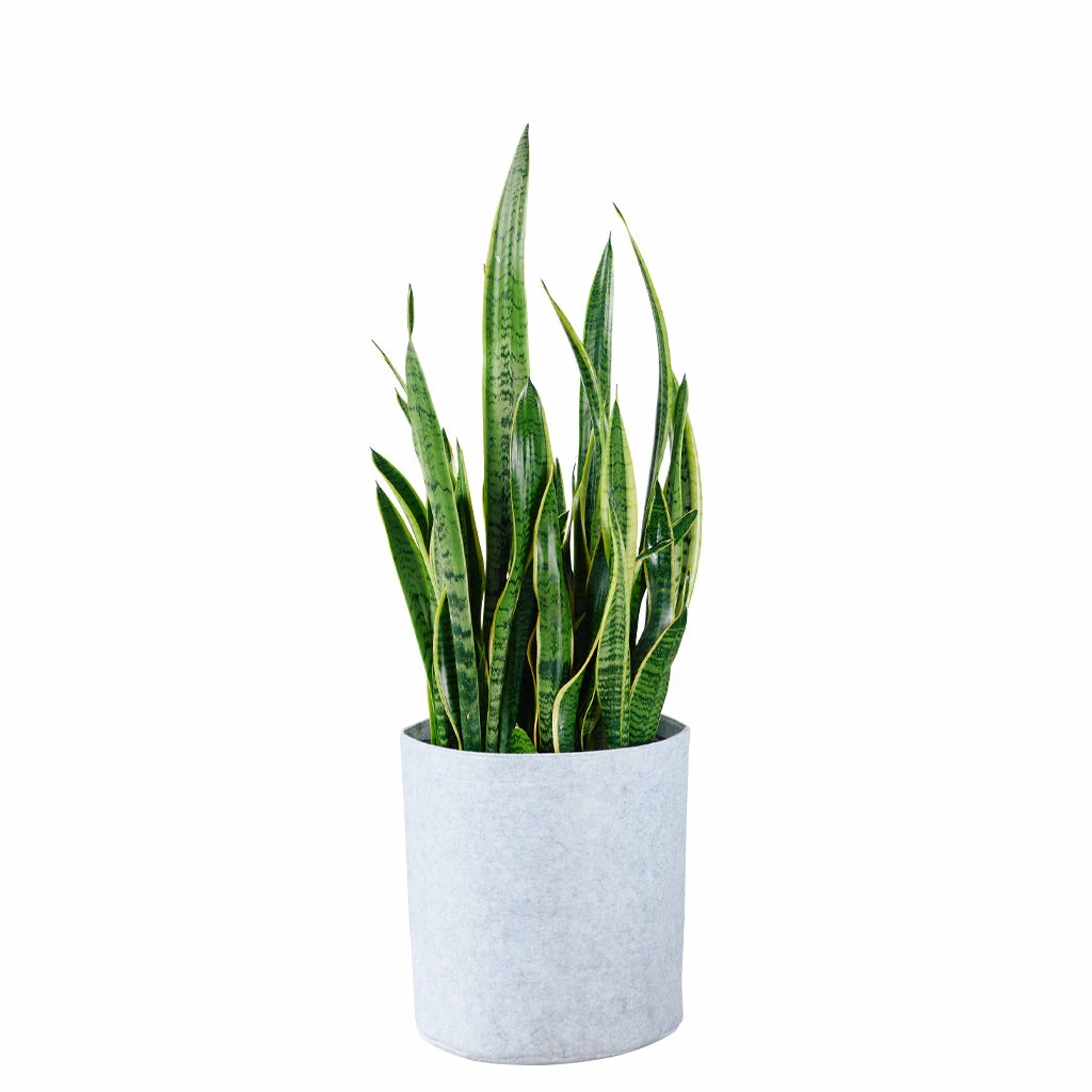 My City Plants Low Light Plants Sansevieria Trendcover 32 - Light Gray 3 My City Plants Low Light Plants Sansevieria Trendcover 32 - Light Gray