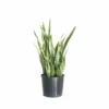 My City Plants Sansevieria In 10" Nursery Pot