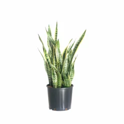 My City Plants Sansevieria In 10" Nursery Pot