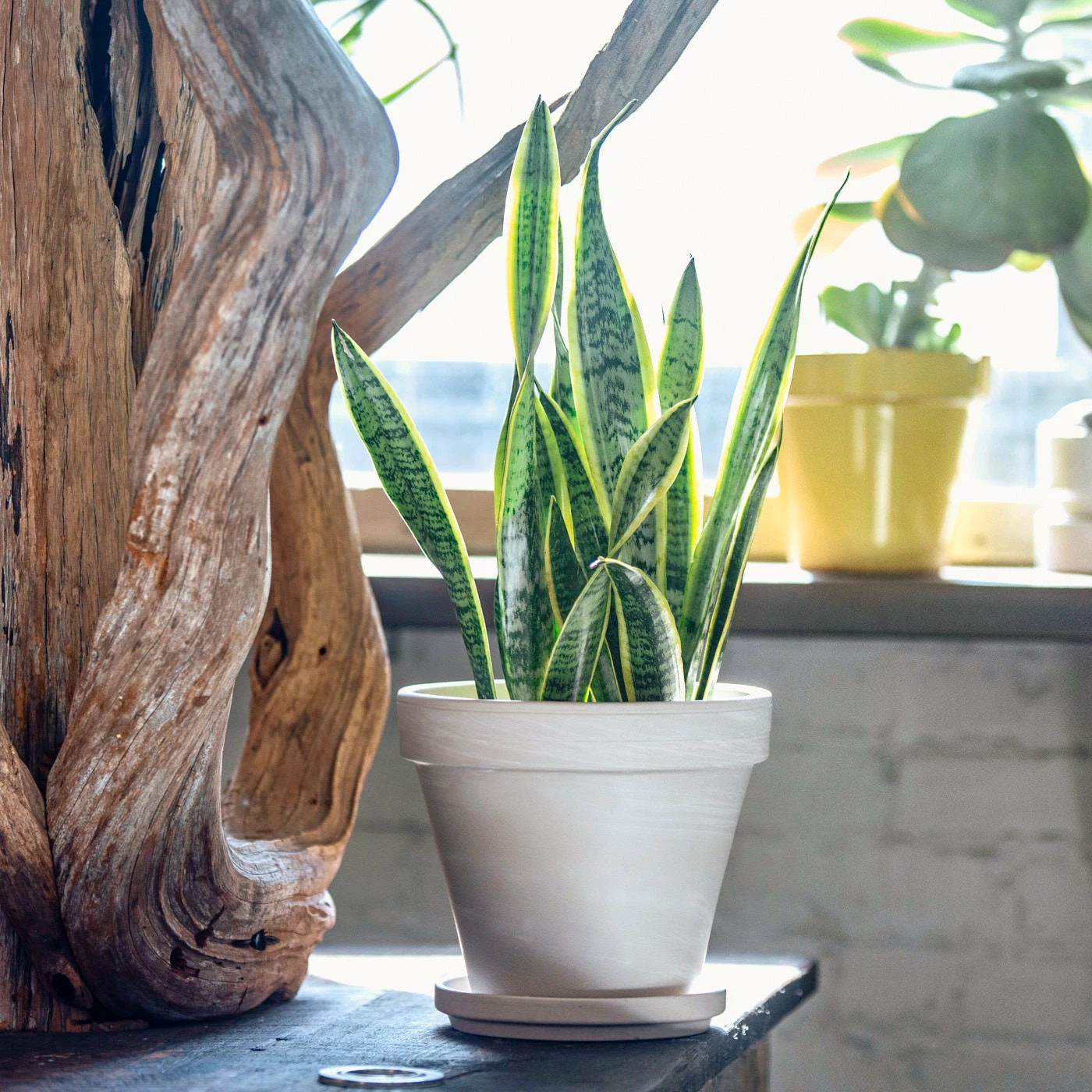 My City Plants Sansevieria In 8" Clay Pot Medium/Small Plants 1' - 2' 3 My City Plants Sansevieria In 8" Clay Pot Medium/Small Plants 1' - 2'