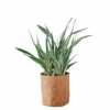 My City Plants Sansevieria Sayuri Trendcover 32 - Dark Cork 2 My City Plants Sansevieria Sayuri Trendcover 32 - Dark Cork