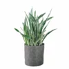 My City Plants Sansevieria Sayuri Trendcover 32 - Dark Gray Large Plants 3' - 5'