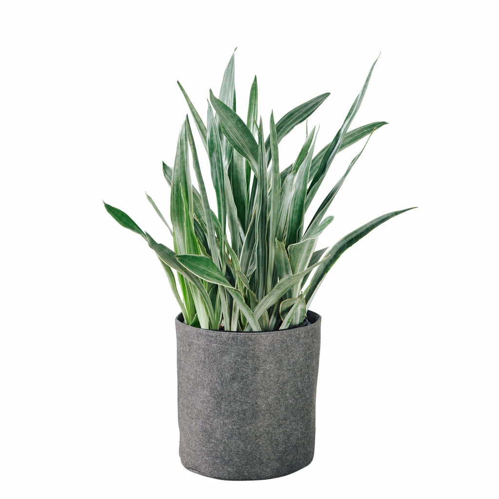 My City Plants Sansevieria Sayuri Trendcover 32 - Dark Gray Large Plants 3' - 5' 3 My City Plants Sansevieria Sayuri Trendcover 32 - Dark Gray Large Plants 3' - 5'