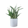 My City Plants Sansevieria Sayuri Trendcover 32 - Light Gray 1 My City Plants Sansevieria Sayuri Trendcover 32 - Light Gray