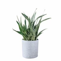 My City Plants Sansevieria Sayuri Trendcover 32 - Light Gray