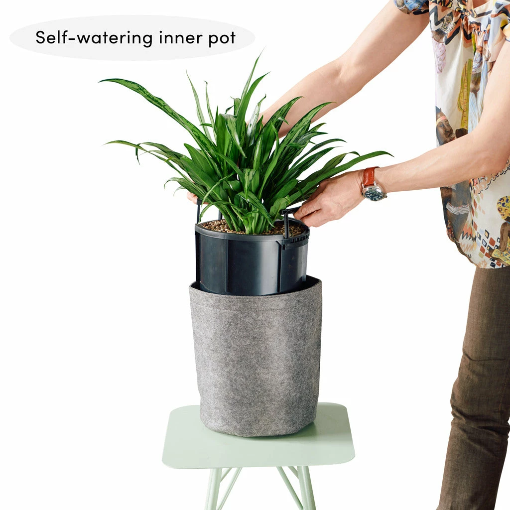 My City Plants Bird's Nest Fern Trendcover 23 - Dark Gray Medium/Small Plants 1' - 2' 4 My City Plants Bird's Nest Fern Trendcover 23 - Dark Gray Medium/Small Plants 1' - 2'
