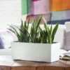 My City Plants Medium/Small Plants 1' - 2' Sansevieria Balconera - White