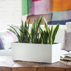 My City Plants Medium/Small Plants 1' - 2' Sansevieria Balconera - White