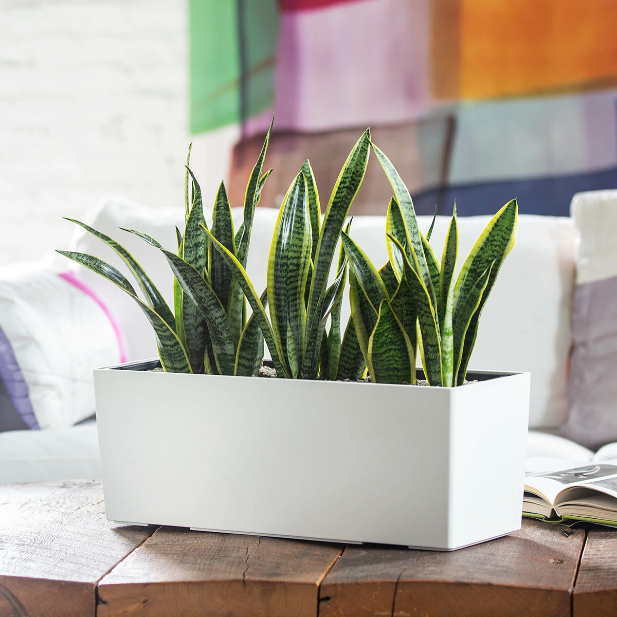 My City Plants Medium/Small Plants 1' - 2' Sansevieria Balconera - White 3 My City Plants Medium/Small Plants 1' - 2' Sansevieria Balconera - White